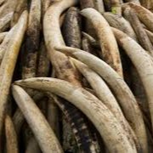 Stream episode "Dangerous Profits", Why Illegal Ivory Trade Persists Along D.R Congo Uganda