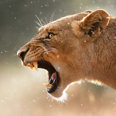 Mirka Garland live on THR Sinful Saturday 11.10.2025 in like a lioness