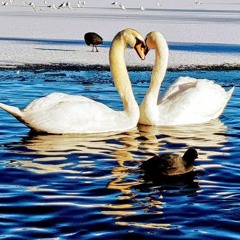 televisions - new flesh (mod)