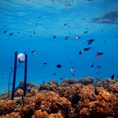 Coral Reef Bioacoustics Part II - with Tim Gordon