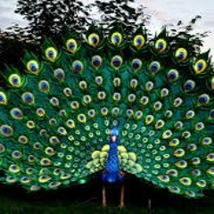 Ich muss wirklich an meiner Disziplin arbeiten type beat