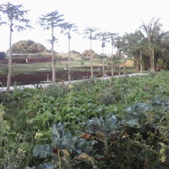 The World Is On Fire