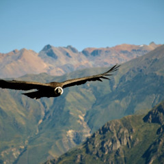 El Condor Pasa
