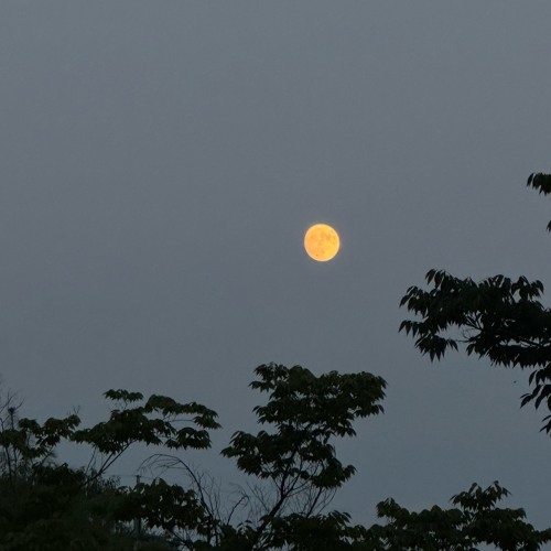 0310 백예린 cover