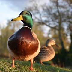 House@home - VibeSelector