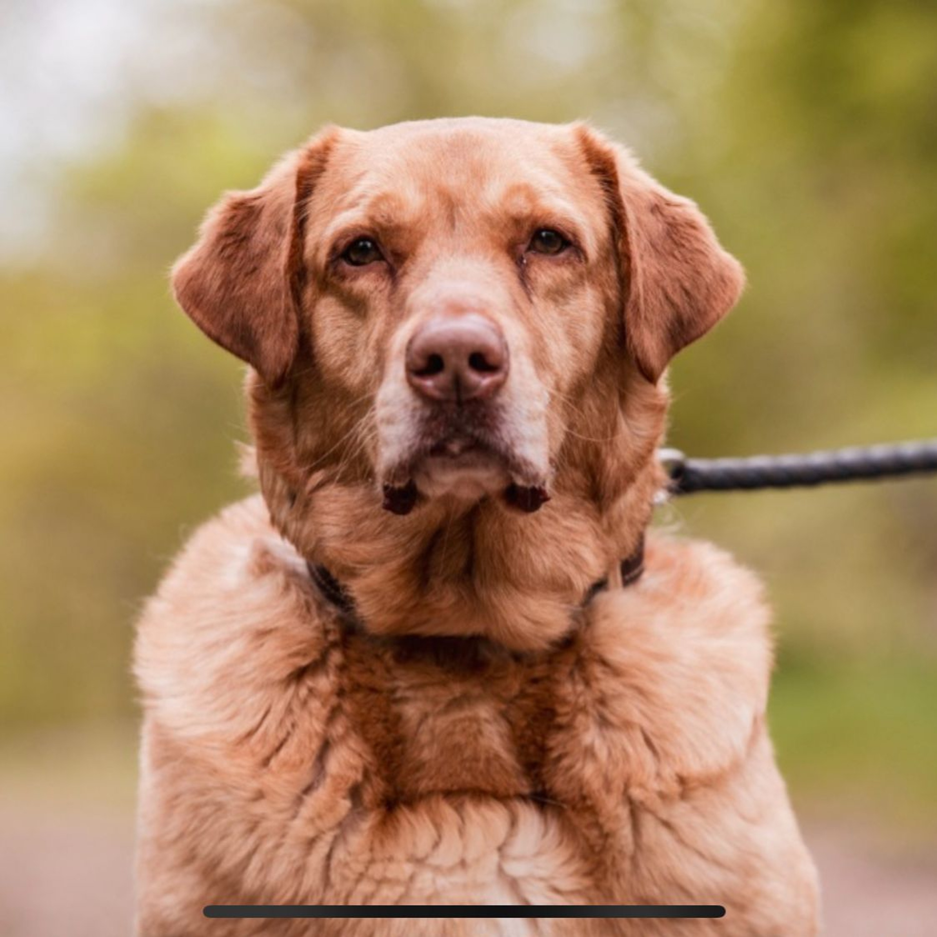 Körbchen gesucht vom 16.07.2025 - Hund Kibbels episode artwork
