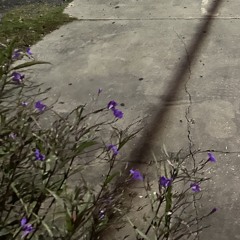 Angeles - Elliot Smith Cover