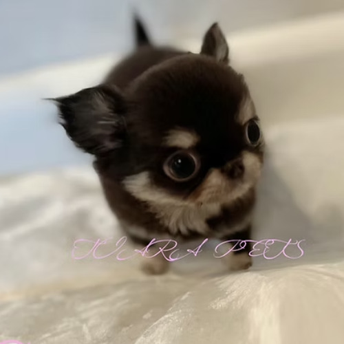 Tiny & Loving Chihuahua Puppies for Sale in California – Health-Checked & Ready for New Homes