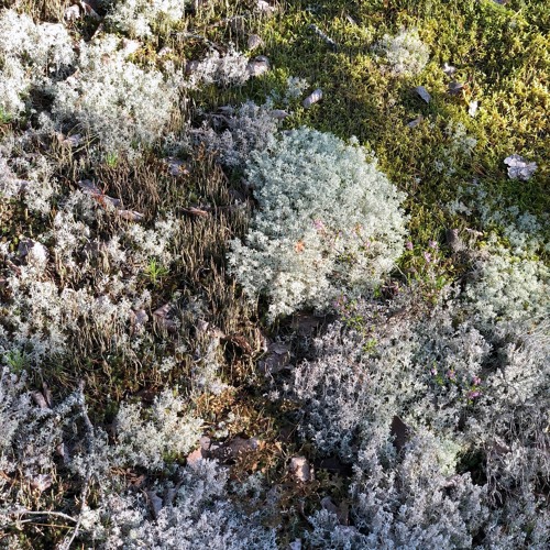 moss pattern