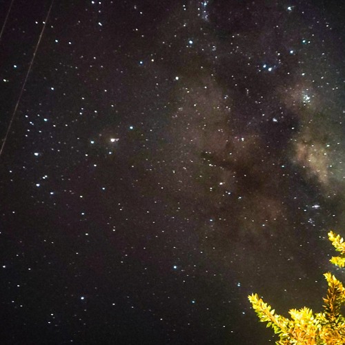 feat com mika Pele de urso