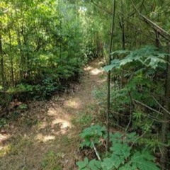 The Prettiest Path To The Privy