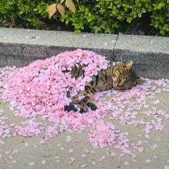 Guapp (prod. destiny & kurtt)