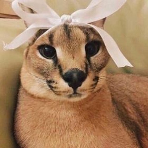 Кот с бантиком мем
