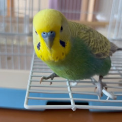 うんめー┊ 大森靖子 カバー