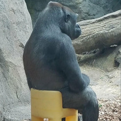 swag surfin P.JKXXLAID