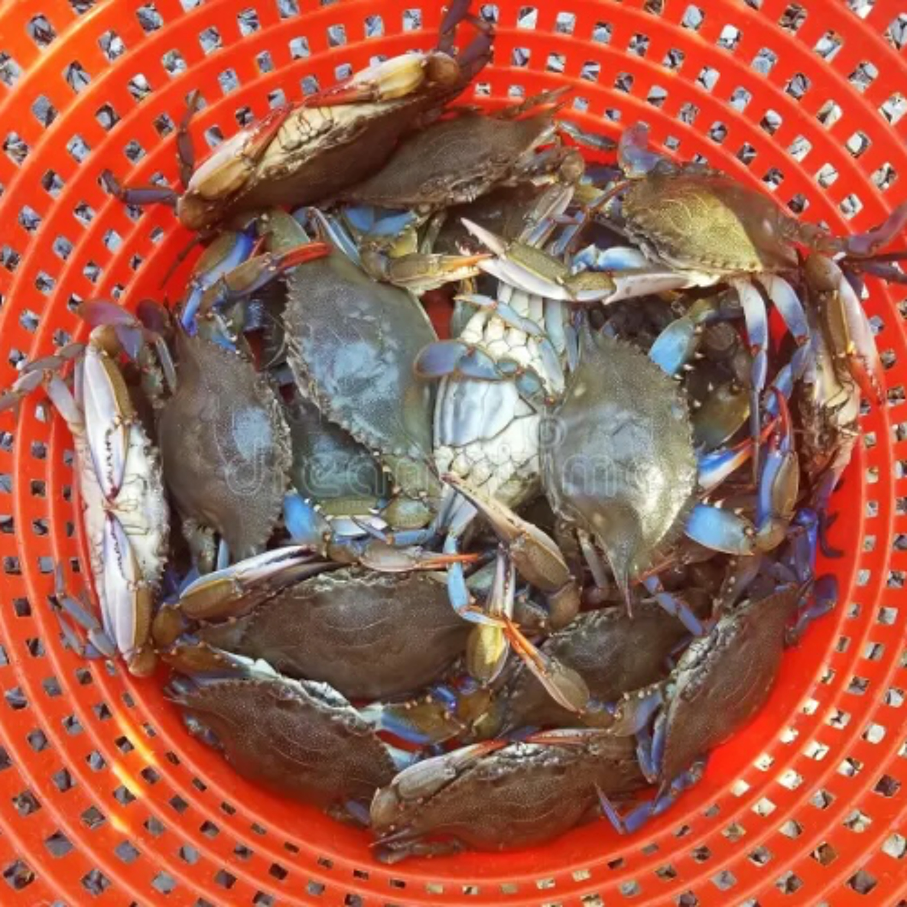 Crabs In A Bucket episode artwork