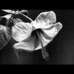 Televised (instrumental)