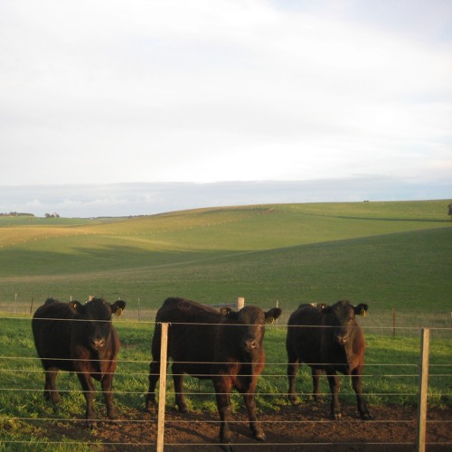FERRARO: Berlin To Barrabool and Back in 2 Hours [MF026]