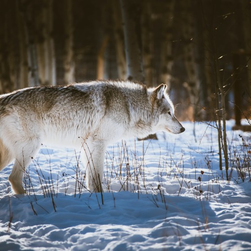 Stream Episode Episode 138 Literary Survival By Print Run Podcast Listen Online For Free On Soundcloud