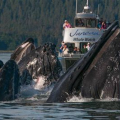 Review Special Price Best Of Juneau: Mendenhall Glacier Whale Watching And Salmon Bake