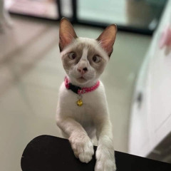 - 1 Tình Yêu 2 Thử Thách DBeos Remix