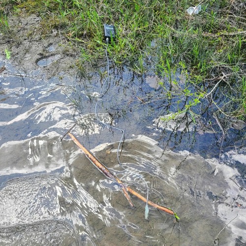 Coburn Frogs And Pond Bottom