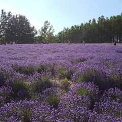 Lavender