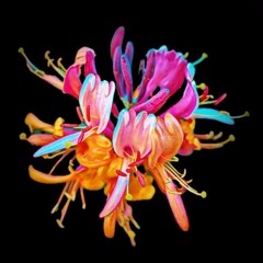 Lonicera