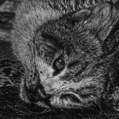 Noisa [Prod. 30ixxi03]