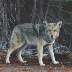 Coyote (Joni Mitchell Cover)