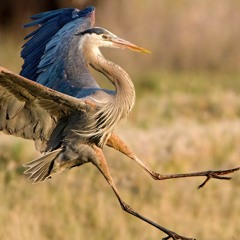 Great Blue Heron