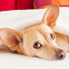 Stomach Discomfort in Dogs: Remedies