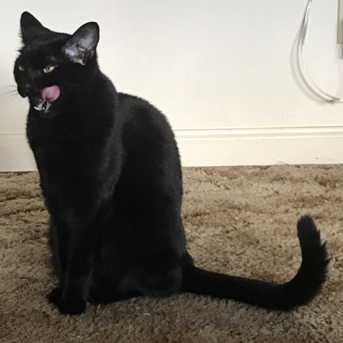 Oceanside (Decemberists)