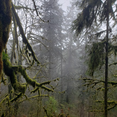 They Speak to us in Many Tongues