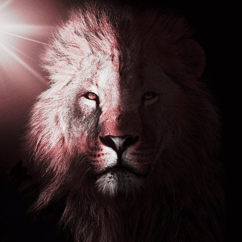 SHADOW LION (Midnight Circle Version)