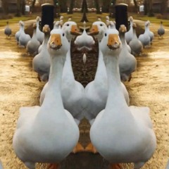 Waddle Waddle