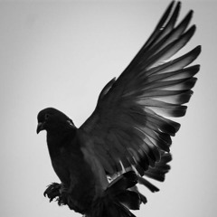 BLACK Dove 🕊️ *instramental* (prod.by Donflexo@786indaMiX/PXLE