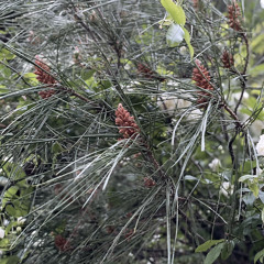 ‎⁨مقدمة_مسلسل_خريف_العشاق_بصوت_عبير_نعمة⁩.mp3