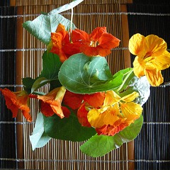 KAMČATKA - Ključevskaja Sopka