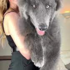 Full [ Leaked 18++ ] one girl one wolf viral video original
