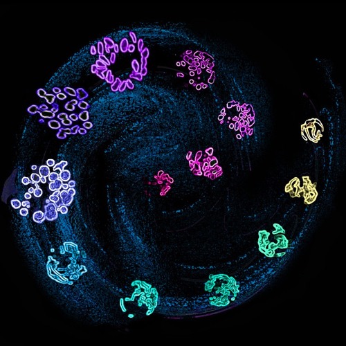 Mitochondria | Sincerus | 20210921
