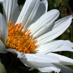 SIMPLE DESIRES / DESEOS SIMPLES, a soundpoem…