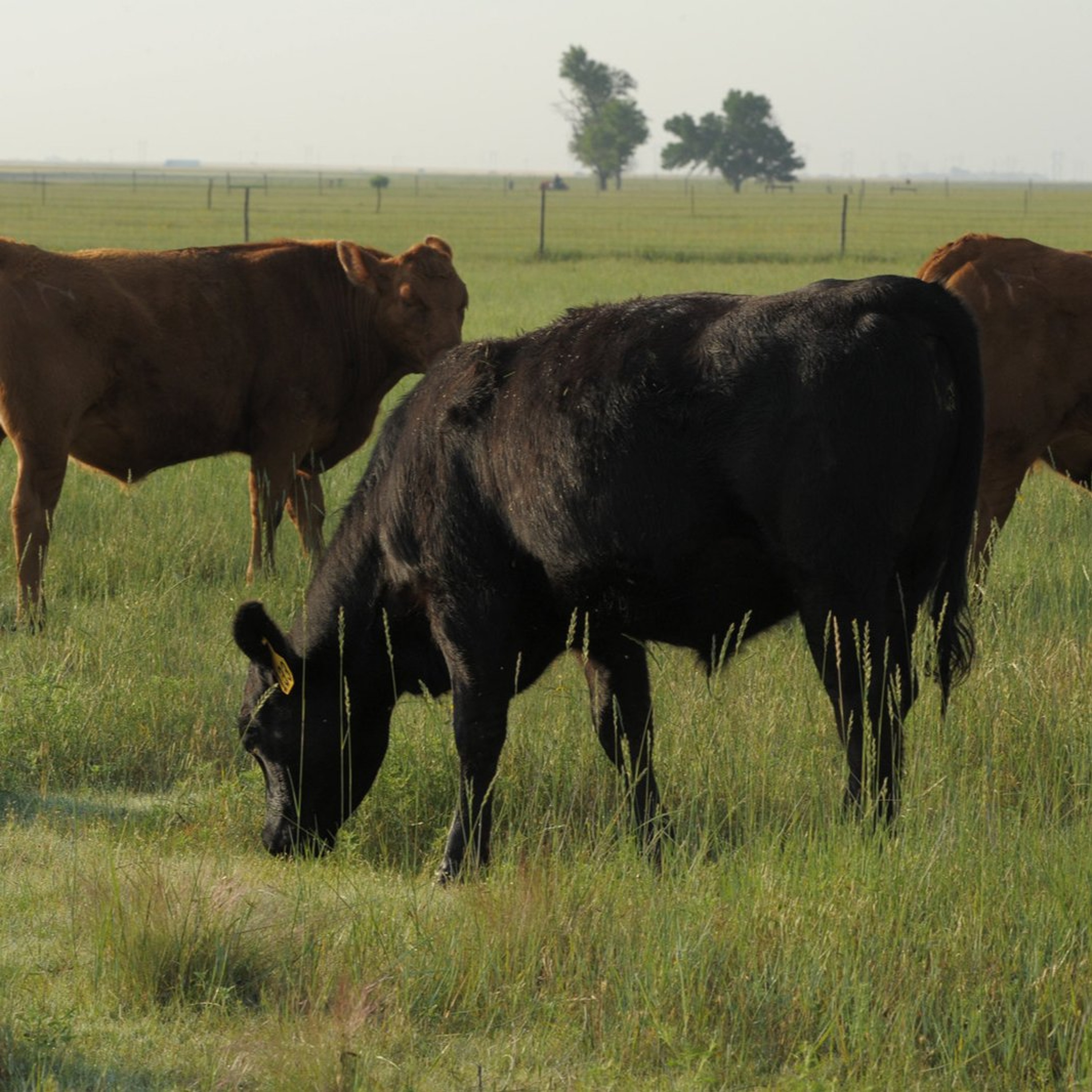 Beef prices see “shocking decline” episode artwork