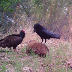 Ravens vs. Vultures: Key Differences in Appearance and Behavior