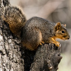 Panhandle Afield: Squirrel Hunting