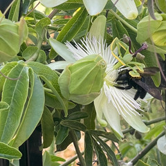 savages remix (4kilak!)