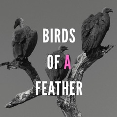Someday Isle | Birds of a feather
