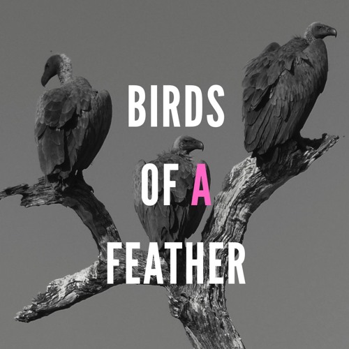 Someday Isle | Birds of a feather