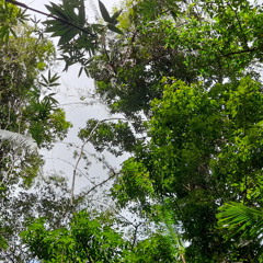 Coron Rainforest, Busuanga Island, Palawan, Philippines