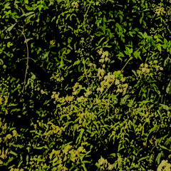 in june i wrote naoko another long letter